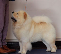 The Chow Chow Club of Wales