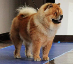 The Chow Chow Club of Wales