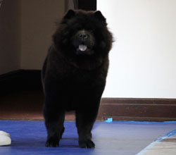 The Chow Chow Club of Wales