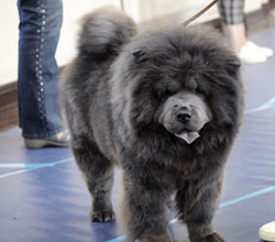 The Chow Chow Club of Wales