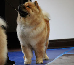 The Chow Chow Club of Wales