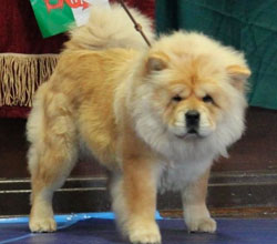 The Chow Chow Club of Wales