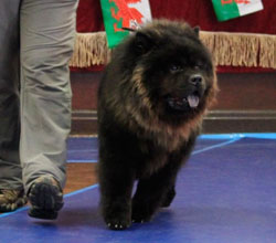 The Chow Chow Club of Wales