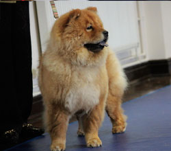 The Chow Chow Club of Wales