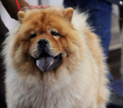 The Chow Chow Club of Wales