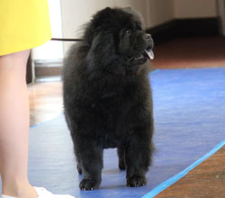 The Chow Chow Club of Wales