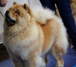 The Chow Chow Club of Wales