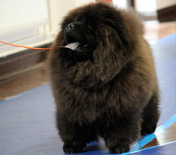 The Chow Chow Club of Wales