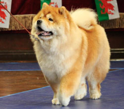 The Chow Chow Club of Wales