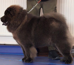 The Chow Chow Club of Wales