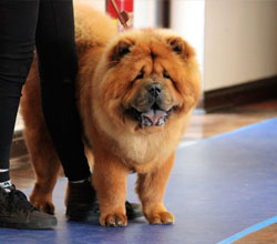 The Chow Chow Club of Wales