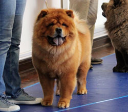 The Chow Chow Club of Wales