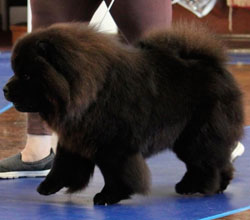 The Chow Chow Club of Wales