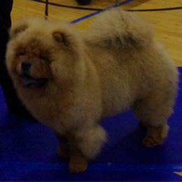 The Chow Chow Club of Wales