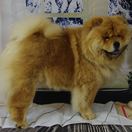 The Chow Chow Club of Wales