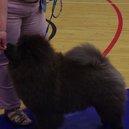 The Chow Chow Club of Wales