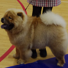 The Chow Chow Club of Wales