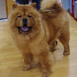 The Chow Chow Club of Wales