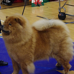 The Chow Chow Club of Wales