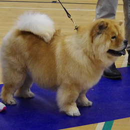 The Chow Chow Club of Wales