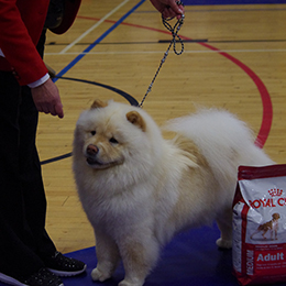 The Chow Chow Club of Wales