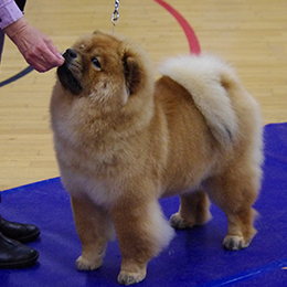 The Chow Chow Club of Wales