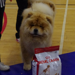 The Chow Chow Club of Wales