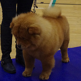 The Chow Chow Club of Wales