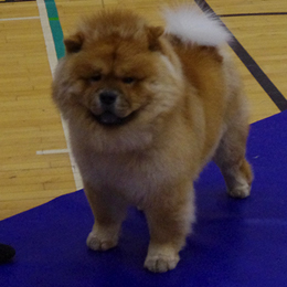 The Chow Chow Club of Wales