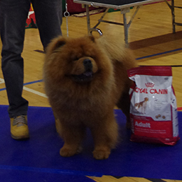 The Chow Chow Club of Wales