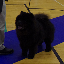 The Chow Chow Club of Wales