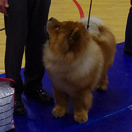 The Chow Chow Club of Wales