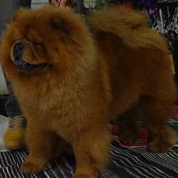 The Chow Chow Club of Wales