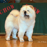 The Chow Chow Club of Wales