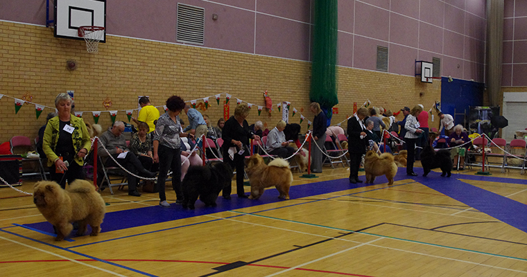 The Chow Chow Club of Wales