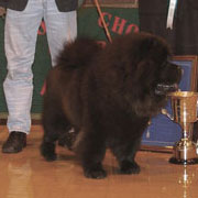 The Chow Chow Club of Wales