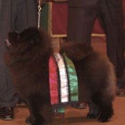 The Chow Chow Club of Wales