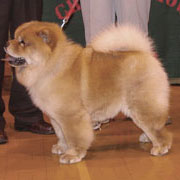 The Chow Chow Club of Wales