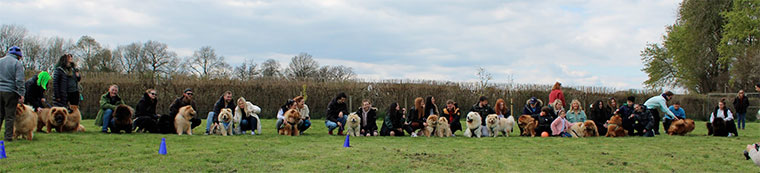 The Chow Chow Club of Wales