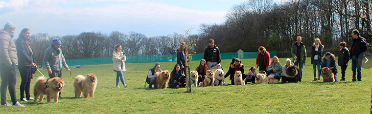 The Chow Chow Club of Wales