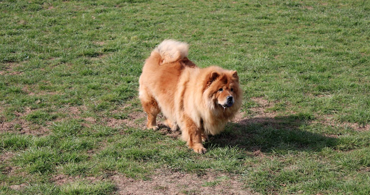 The Chow Chow Club of Wales