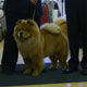 The Chow Chow Club of Wales