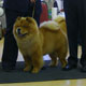 The Chow Chow Club of Wales