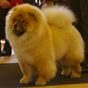 The Chow Chow Club of Wales