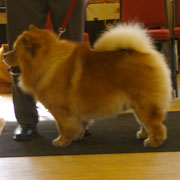 The Chow Chow Club of Wales