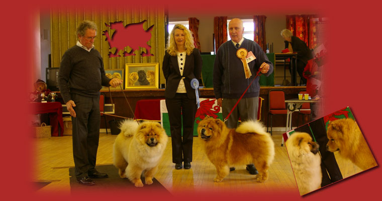 The Chow Chow Club of Wales