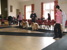 The Chow Chow Club of Wales