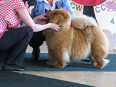 The Chow Chow Club of Wales