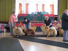 The Chow Chow Club of Wales