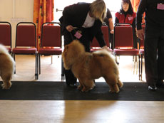 The Chow Chow Club of Wales